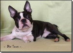 Boston Terrier "DIX SOUS" - Boston Terrier