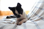 Photo Boston Terrier