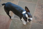 Photo Boston Terrier