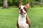 Photo Boston Terrier