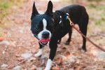 Photo Boston Terrier