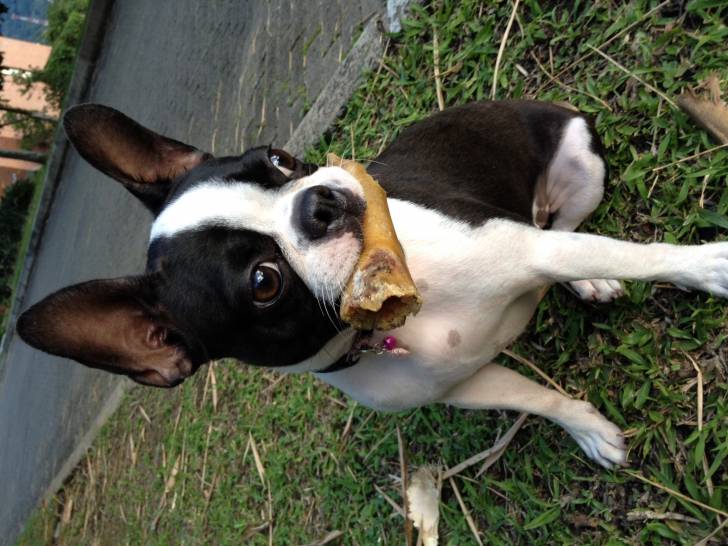 Mikaela - Boston Terrier (1 an)
