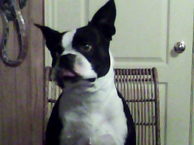 Congo - Boston Terrier Mâle (4 ans)