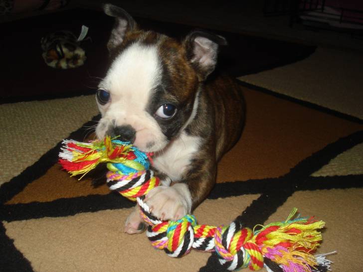 Ginger - Boston Terrier (3 ans)