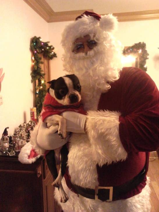 Oreo - Boston Terrier Mâle (1 an)