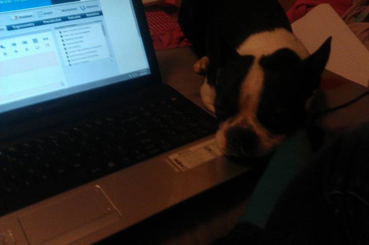 Oreo - Boston Terrier (1 an)