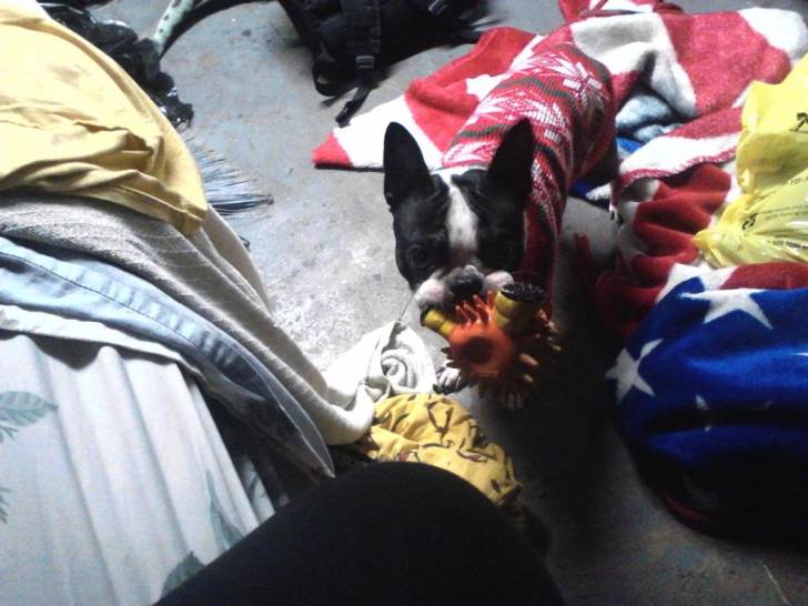Oreo - Boston Terrier Mâle (2 ans)
