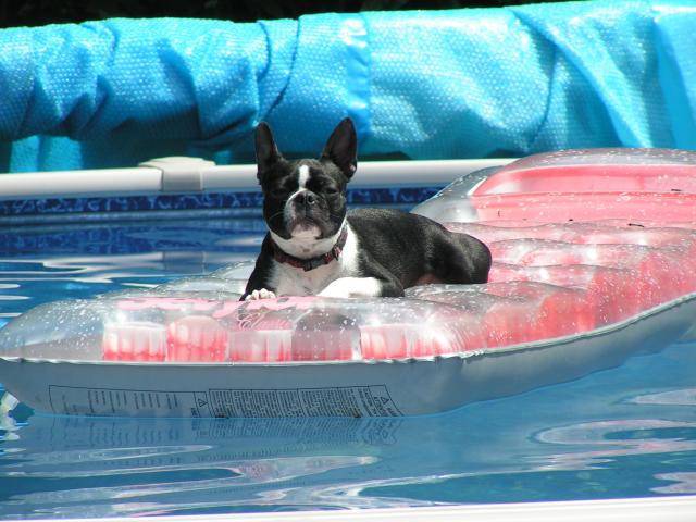 Boston terrier - Pixie - Boston Terrier