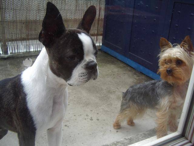Boston Terrier BIKINI et Yorkshire ANIS - Boston Terrier