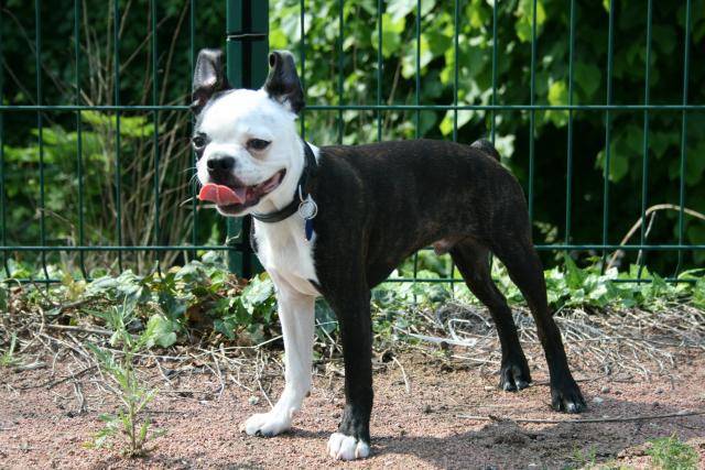 terrier de boston - Boston Terrier
