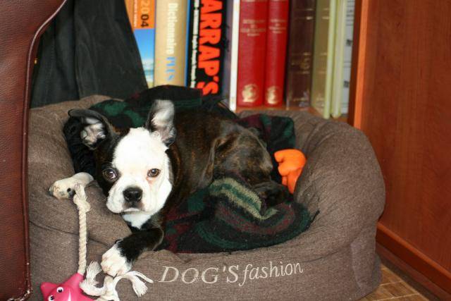 Terrier de Boston - Boston Terrier