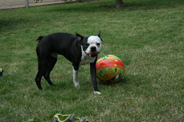 Terrier de Boston - Boston Terrier