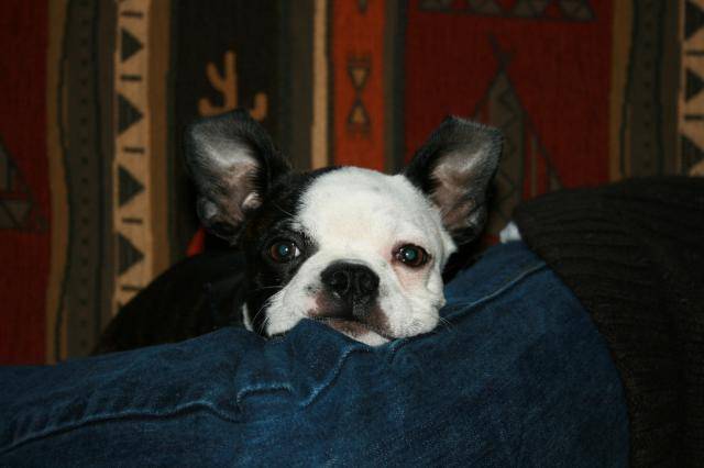 Terrier de Boston - Boston Terrier