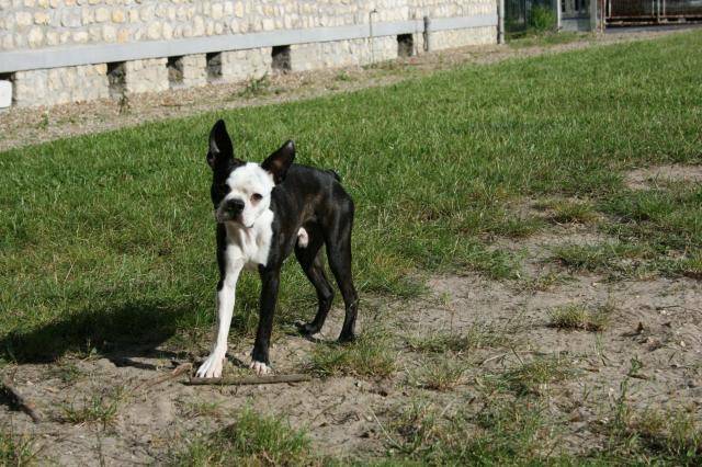 Terrier de Boston - Boston Terrier