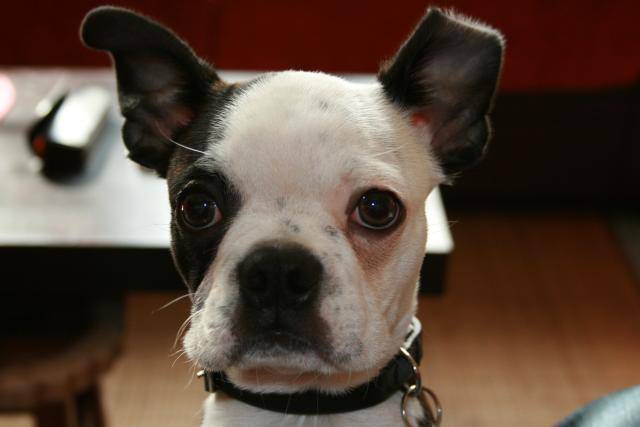Terrier de Boston - Boston Terrier