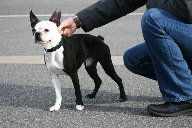 Terrier de Boston - Boston Terrier
