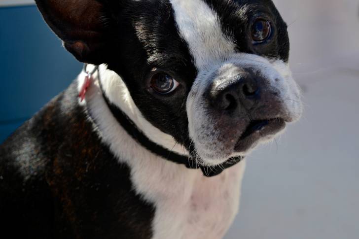Photo Boston Terrier