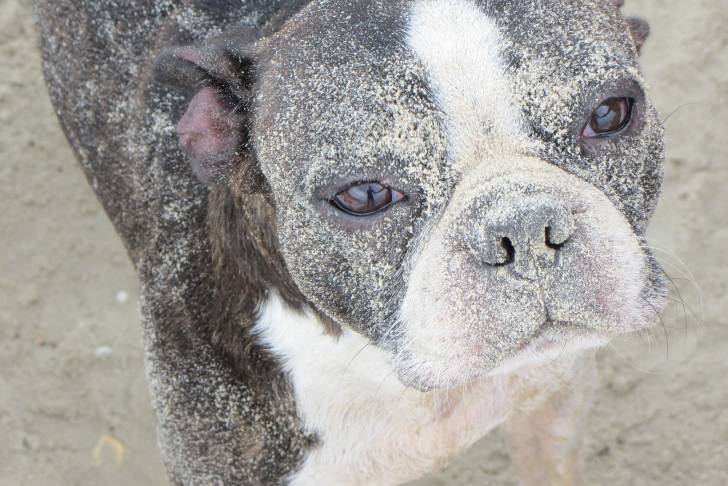 Photo Boston Terrier