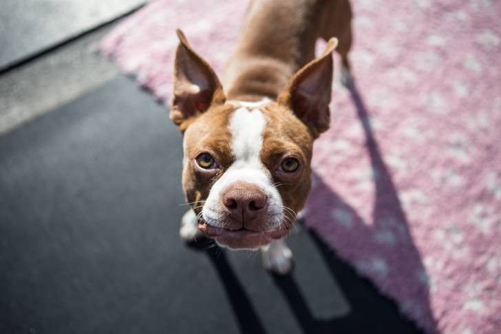 Photo Boston Terrier
