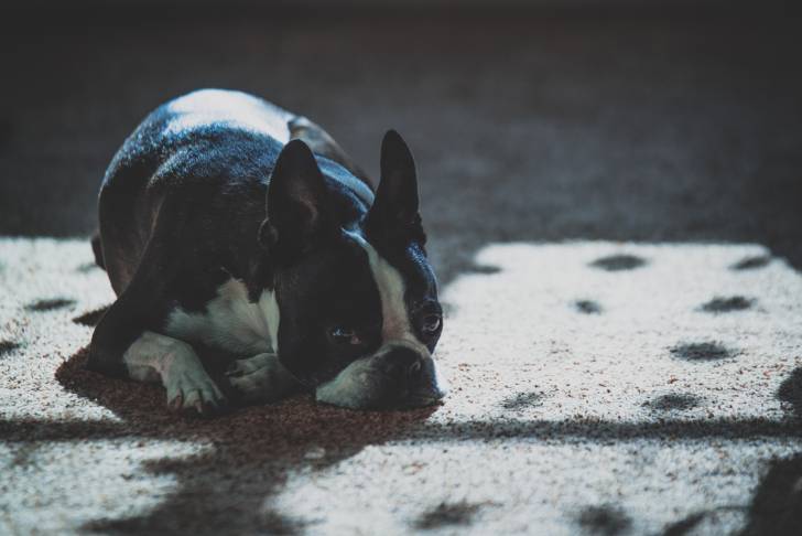 Photo Boston Terrier