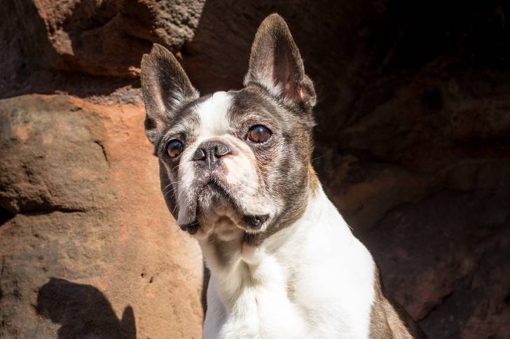 Photo Boston Terrier