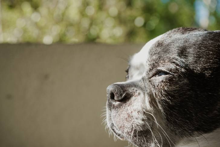 Photo Boston Terrier