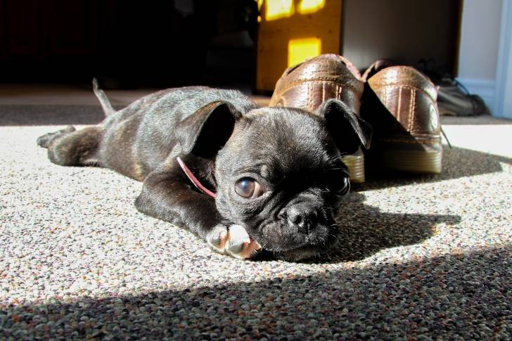 Photo Boston Terrier