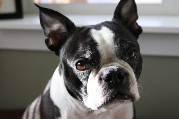 Vue proche d'une tête de Boston Terrier noir et blanc