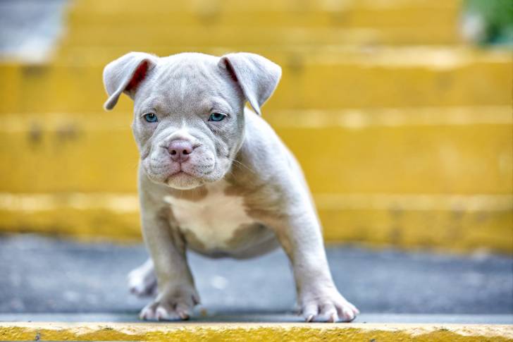 Photo Boston Terrier