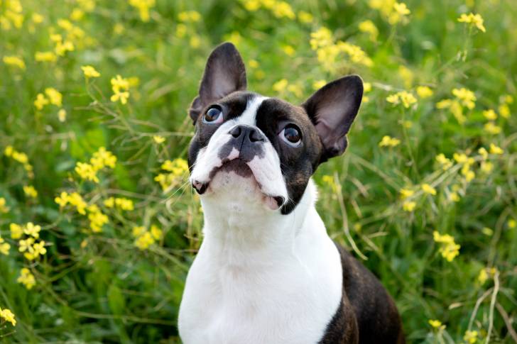 Photo Boston Terrier
