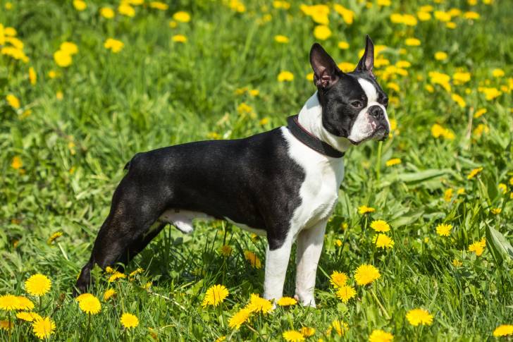 Photo Boston Terrier
