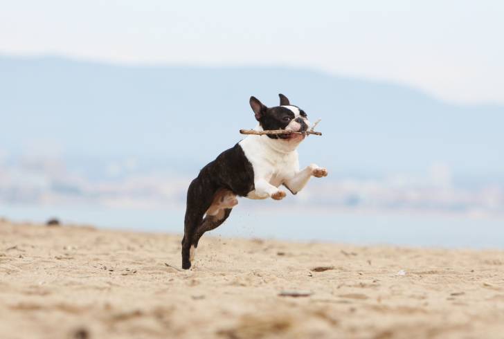 Photo Boston Terrier