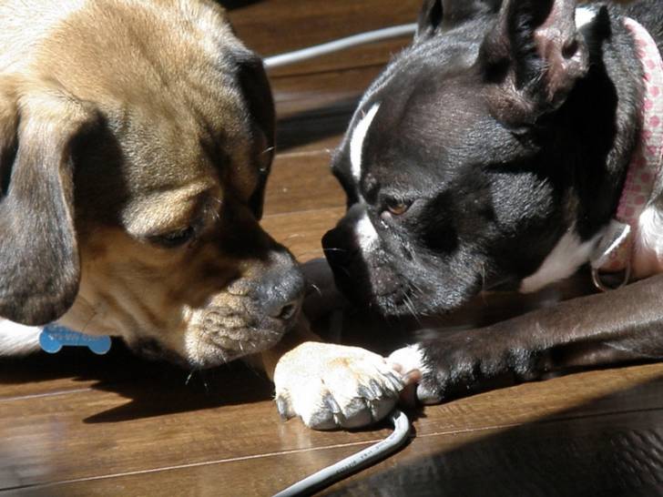 madison - Boston Terrier (9 ans)