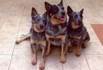 Desty,dyny et dingo. - Bouvier Australien Mâle (5 ans)
