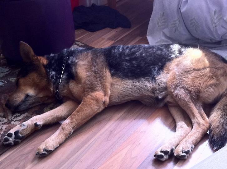 Bo - Bouvier Australien Mâle (12 ans)