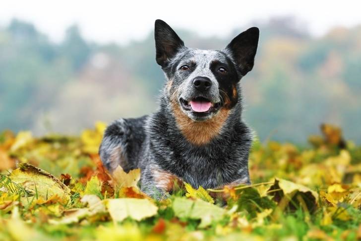 Un Bouvier Australien allongé au milieu de feuilles mortes