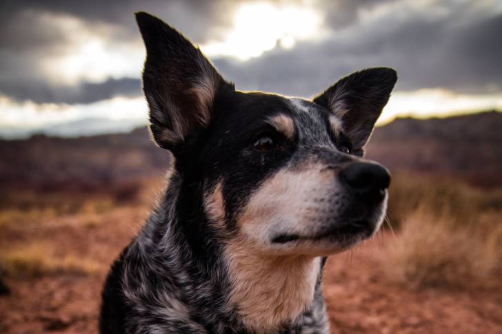 Photo Bouvier Australien