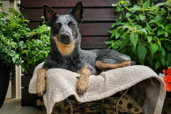 Photo Bouvier Australien