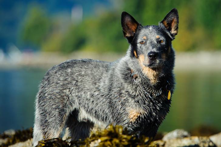 Un Bouvier Australien bleu merle avec marques feu