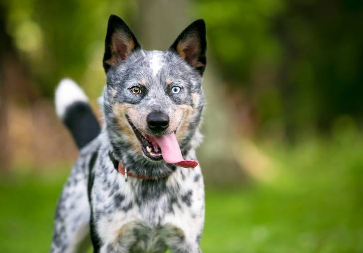 Un Bouvier Australien avec des yeux vairons