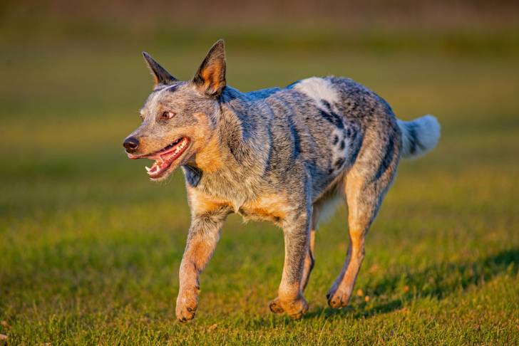 Photo Bouvier Australien