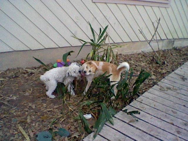 daisy - Bouvier Australien
