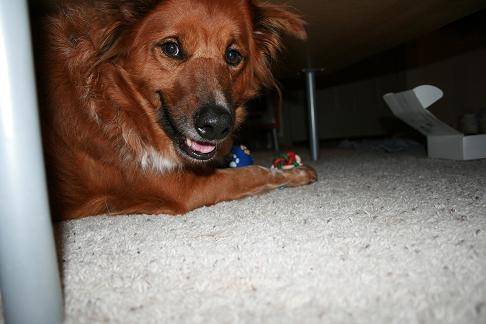 Noodles - Bouvier Australien (9 ans)