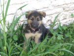 Layla - Berger Allemand (1 mois)