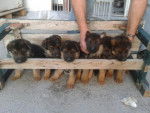 cuccioli - Berger Allemand (3 mois)