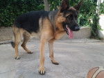 Leo - Berger Allemand M&acirc;le (2 ans)