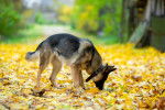Un Berger Allemand qui renifle des feuilles jaunes