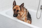 Un Berger Allemand qui prend son bain dans une baignoire