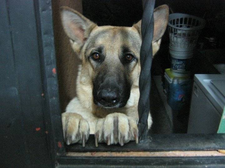 Layla - Berger Allemand (3 ans)