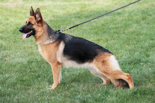 killer - Berger Allemand Mâle (3 ans)